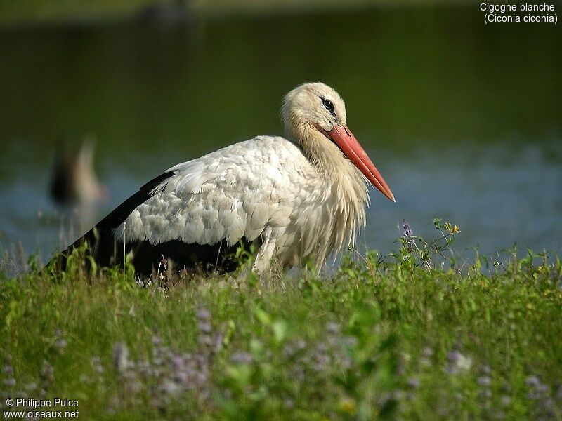 Cigogne blanche