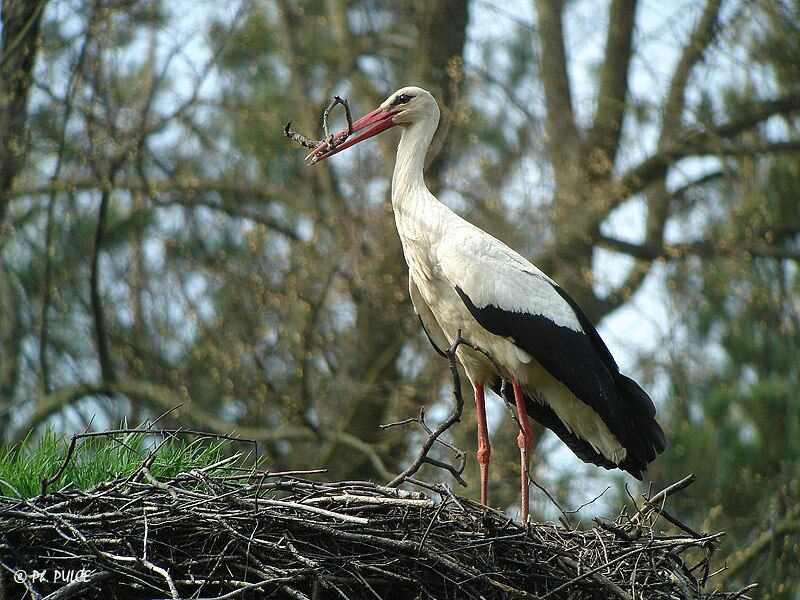 White Stork