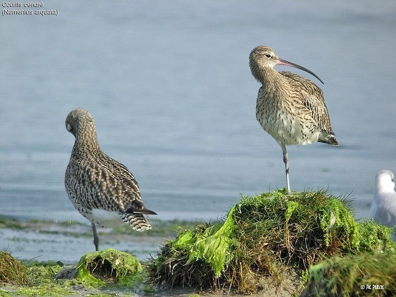 Eurasian Curlew