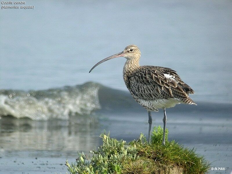 Eurasian Curlew