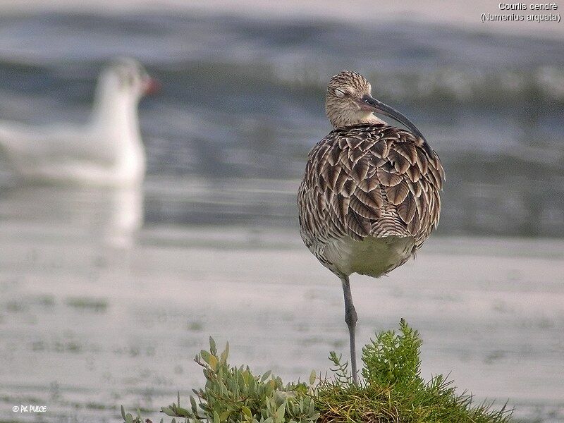 Eurasian Curlew