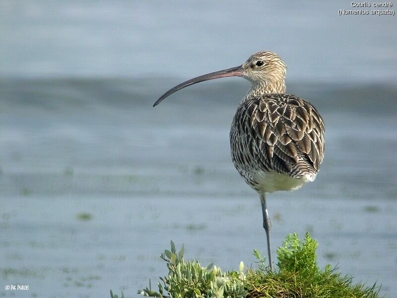 Eurasian Curlew