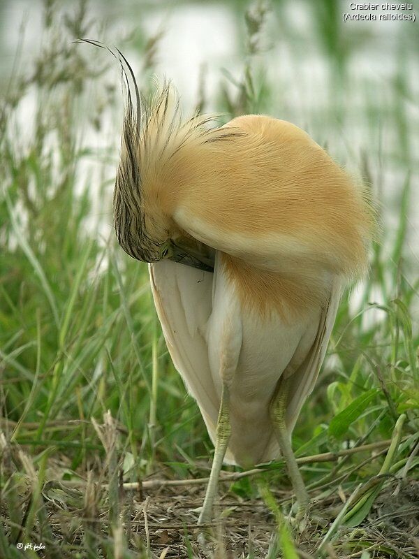 Squacco Heron