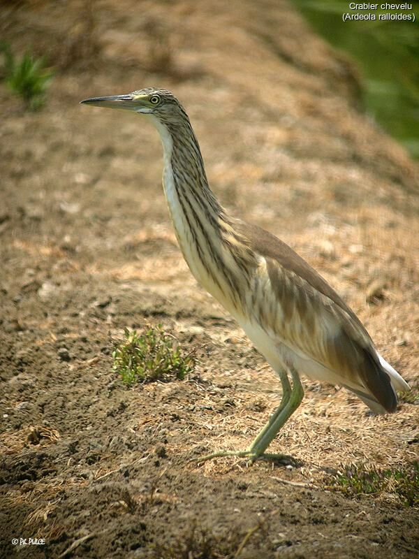 Squacco Heron