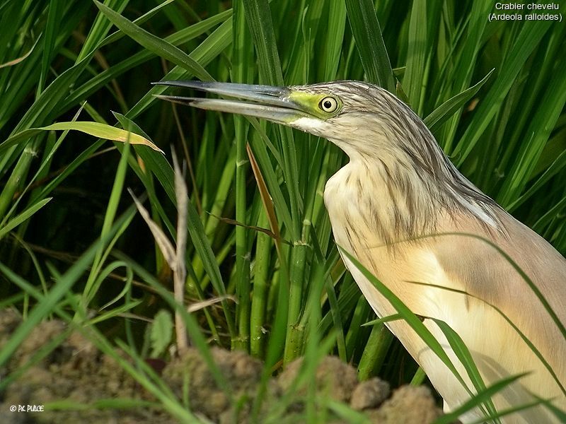 Crabier chevelu