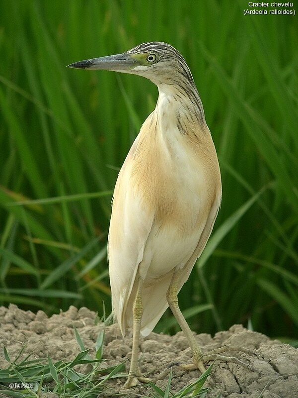 Squacco Heron