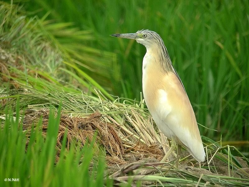 Squacco Heron