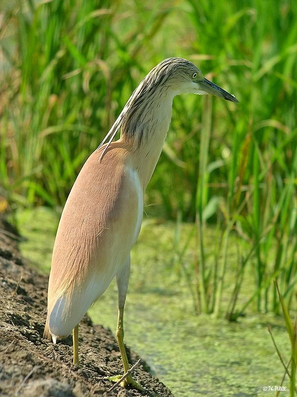 Squacco Heron