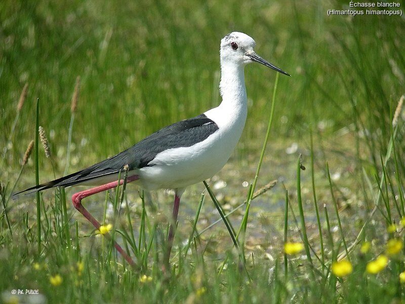 Black-winged Stilt