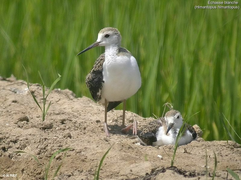 Black-winged Stilt