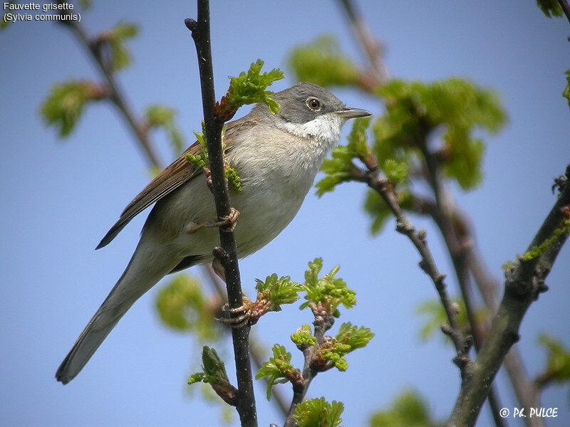 Fauvette grisette