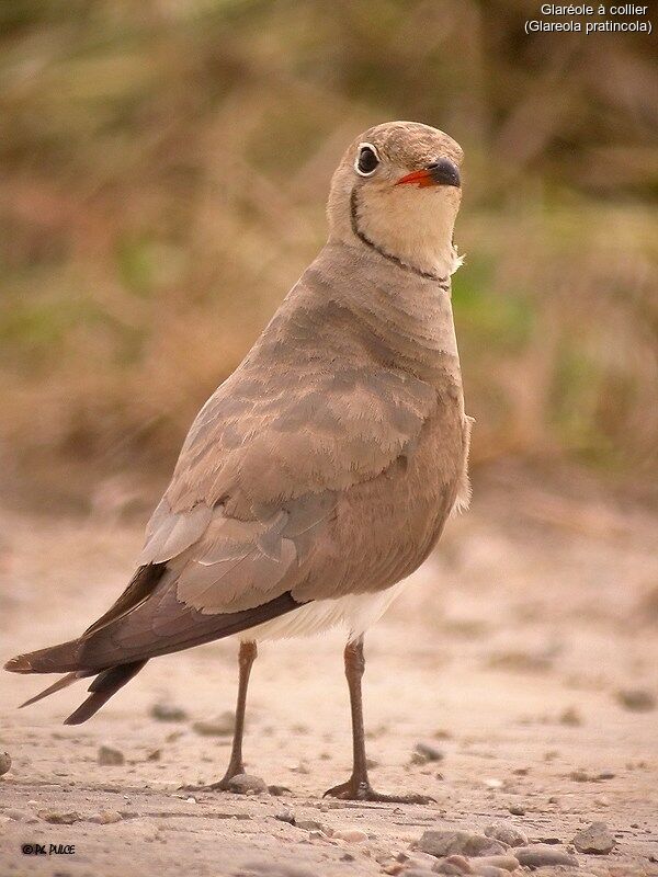 Collared Pratincole