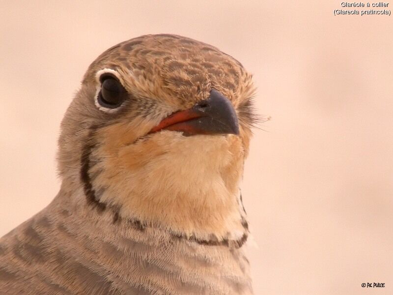 Collared Pratincole