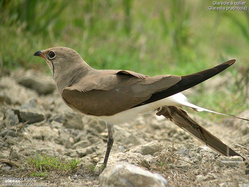 Collared Pratincole