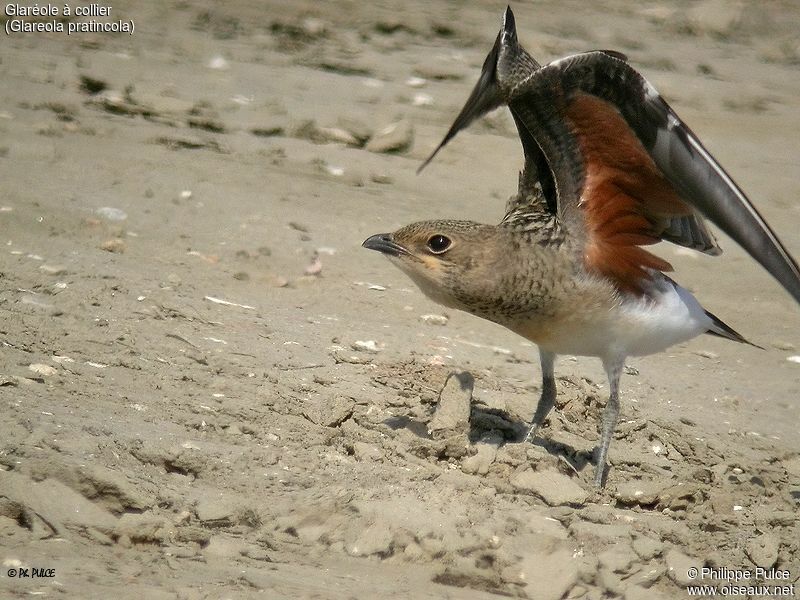 Collared Pratincole