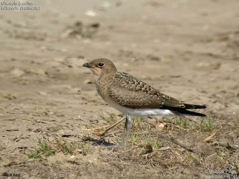 Collared Pratincole