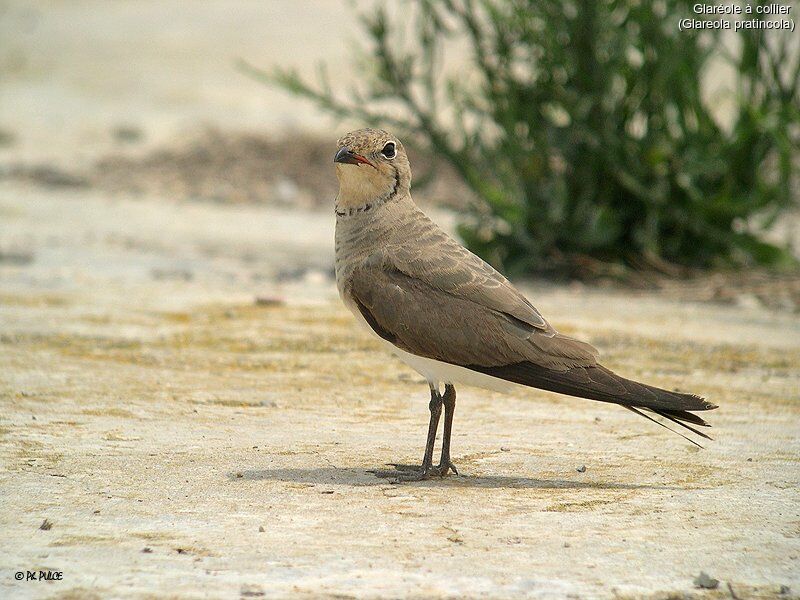 Collared Pratincole