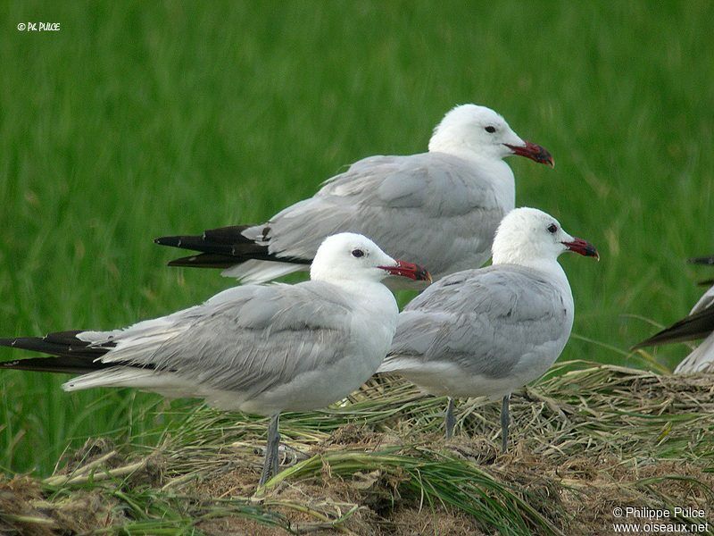 Goéland d'Audouin