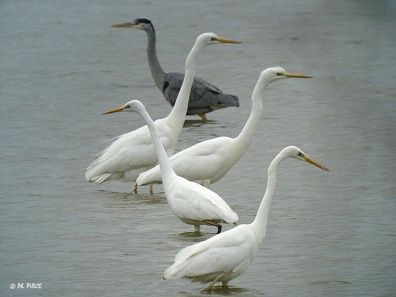 Grande Aigrette