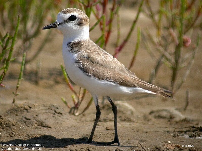 Kentish Plover