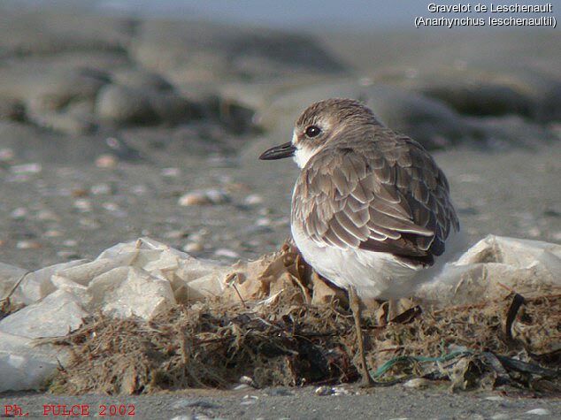 Greater Sand Plover