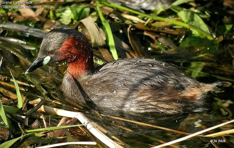 Little Grebe