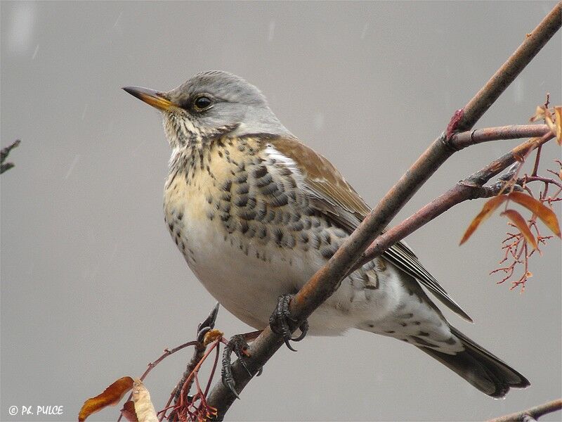 Fieldfare