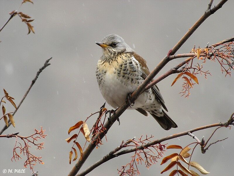 Fieldfare