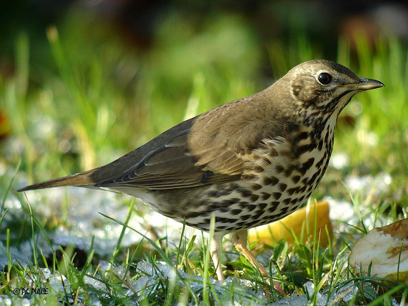 Song Thrush