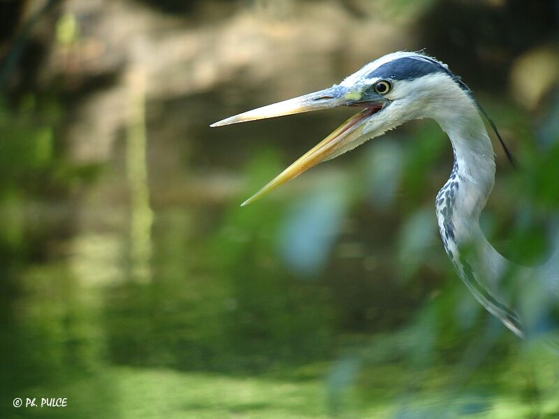 Grey Heron