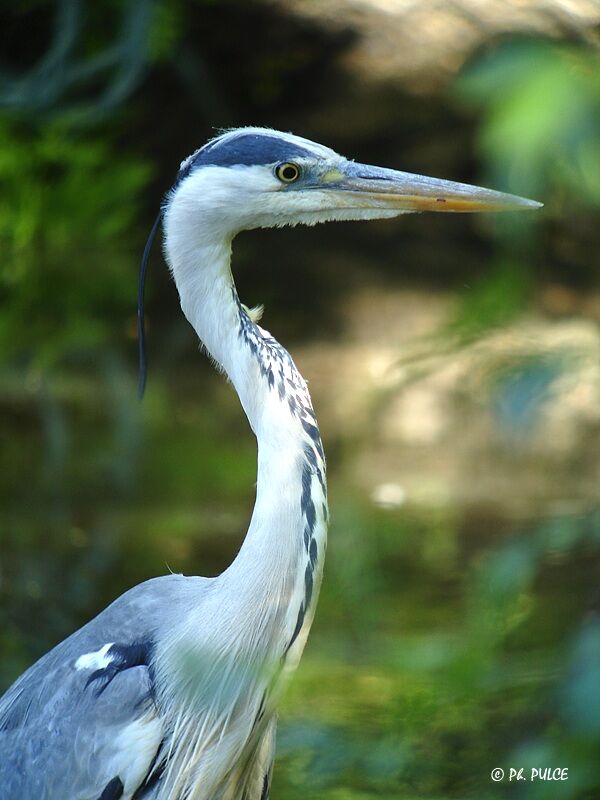 Grey Heron