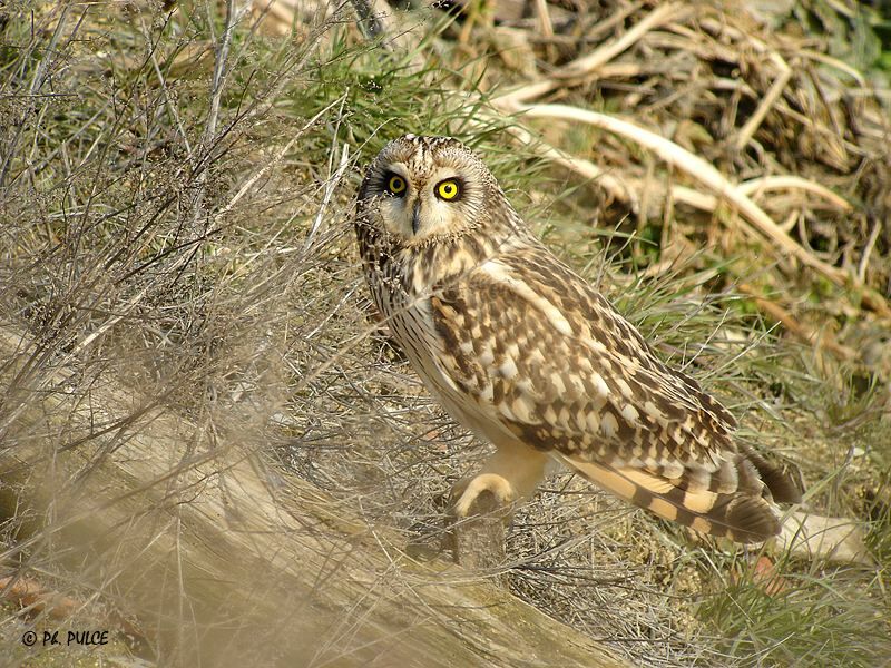 Short-eared Owl