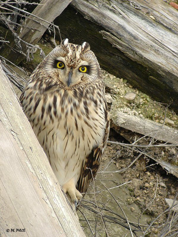 Short-eared Owl