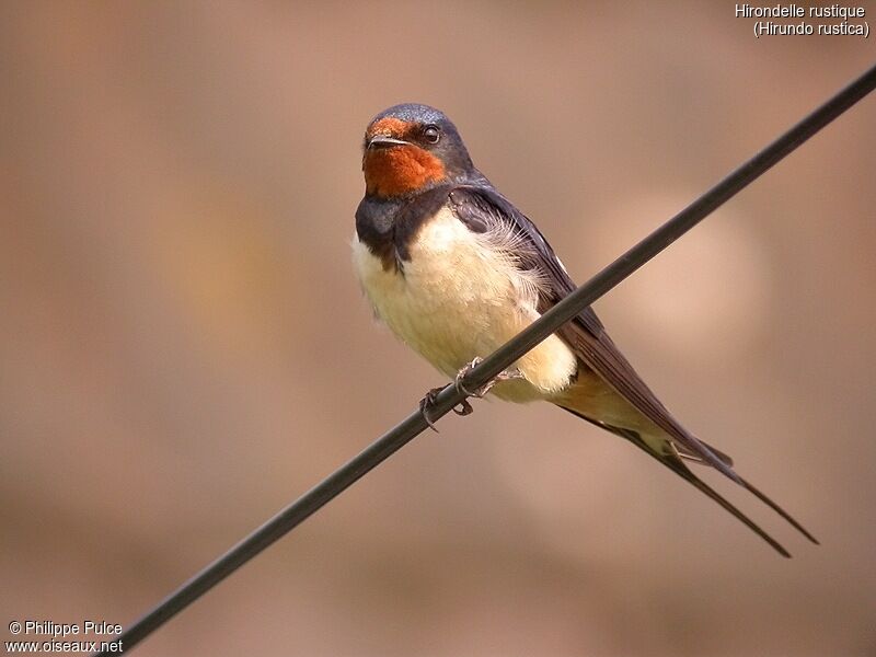 Barn Swallow