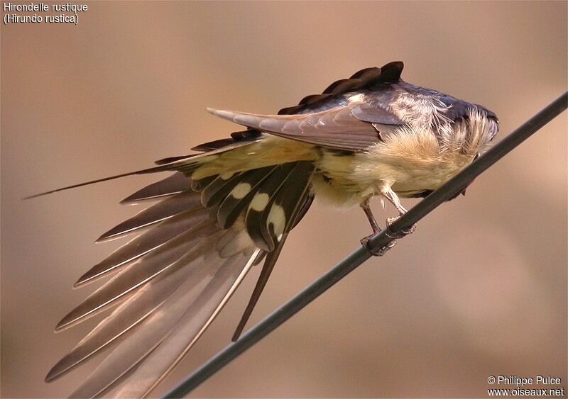 Hirondelle rustique, Comportement