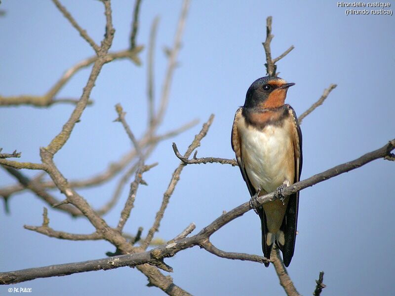 Hirondelle rustique