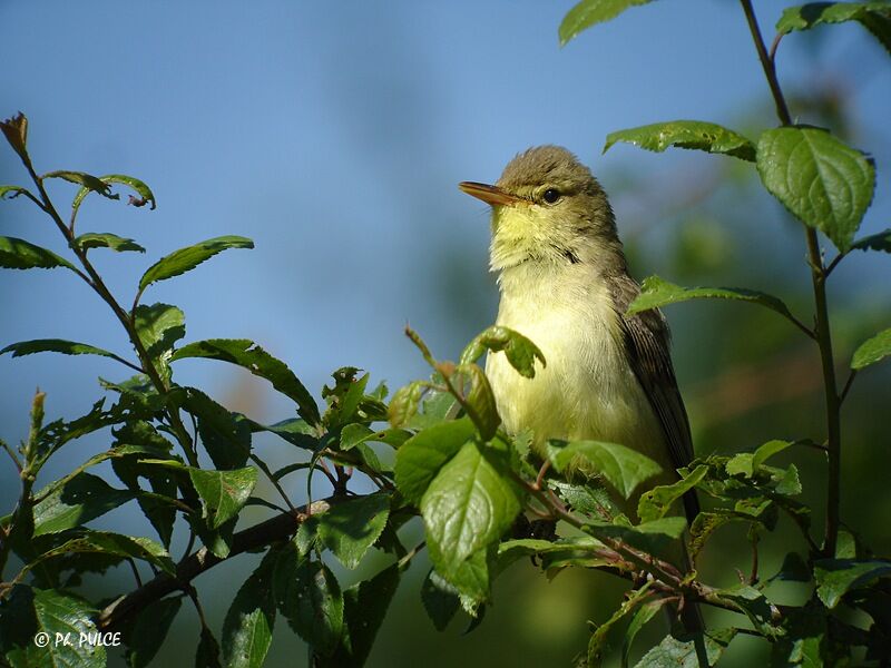 Melodious Warbler