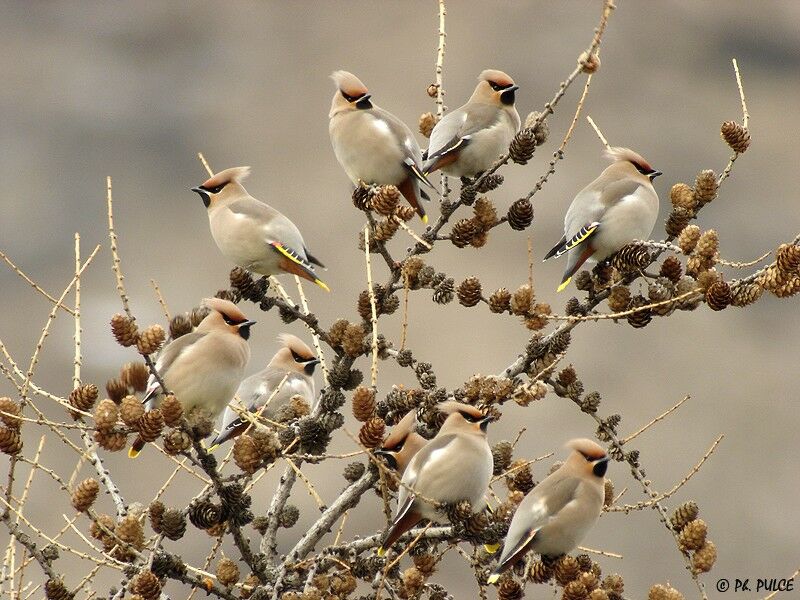 Bohemian Waxwing