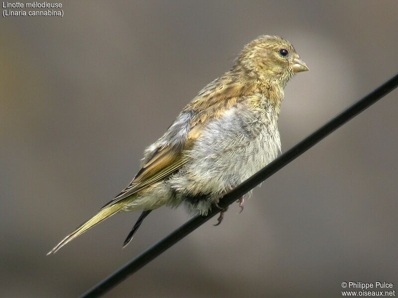 Common Linnet