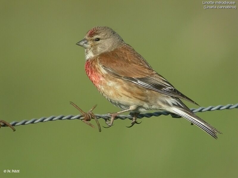 Common Linnet