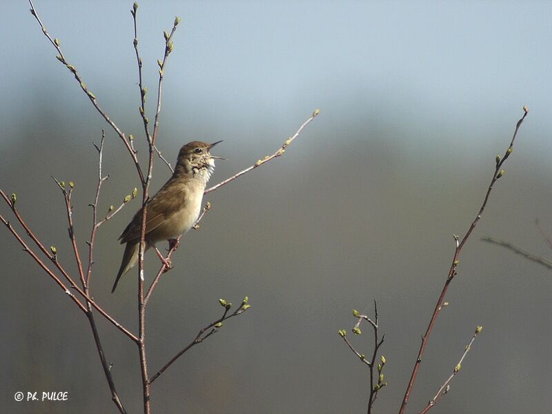 Savi's Warbler