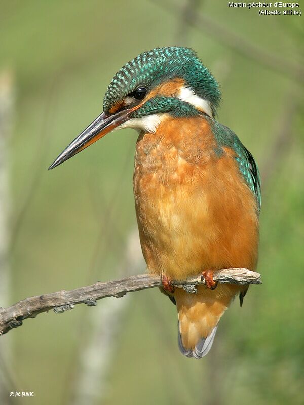 Common Kingfisher