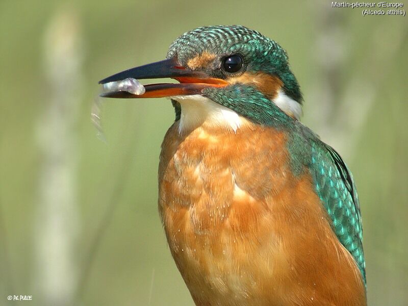 Martin-pêcheur d'Europe