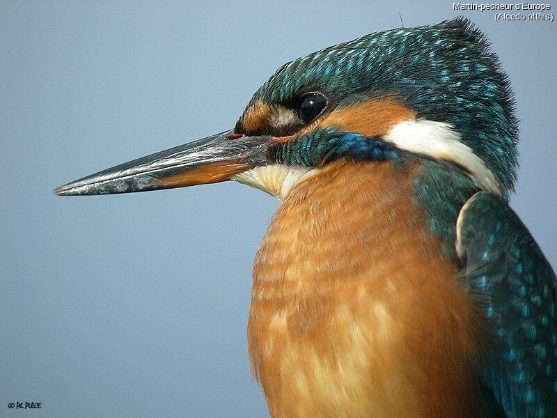 Common Kingfisher