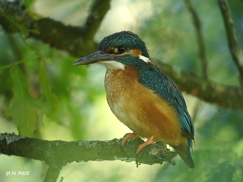 Common Kingfisher