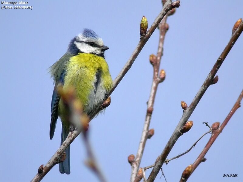 Mésange bleue