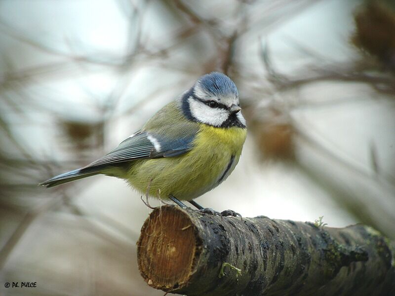 Eurasian Blue Tit