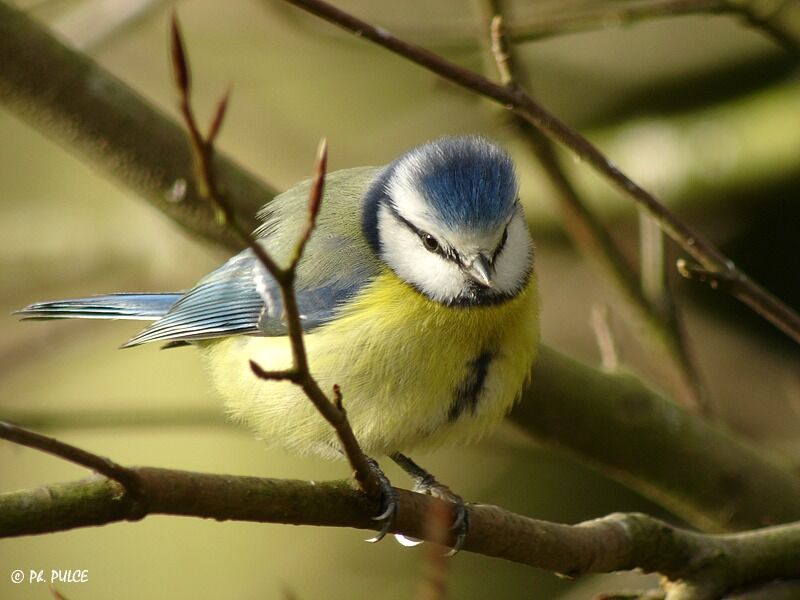 Mésange bleue