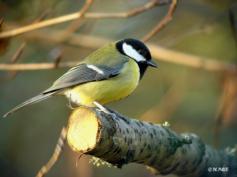 Mésange charbonnière