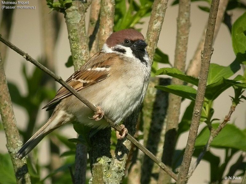 Eurasian Tree Sparrow